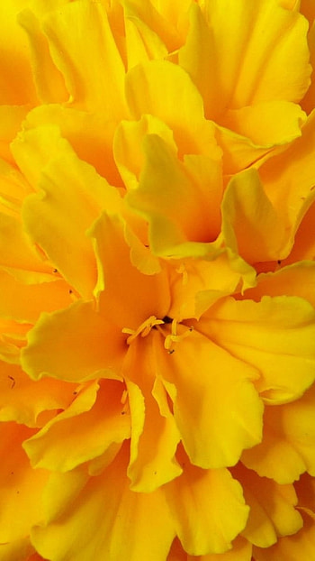 A Yellow, Orange, Yellow Flowers HD phone wallpaper