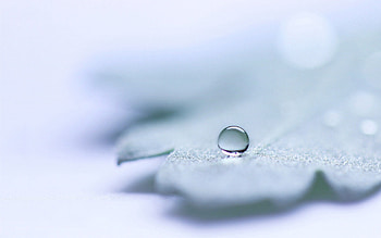 Leaves, Macro, Shine, Light, Bright, Drop HD wallpaper