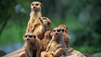 Meerkats, Family HD wallpaper