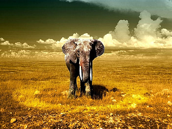 Animals, Elephants HD wallpaper