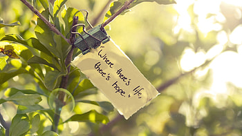 Words, Branch, Inscription, Note, Epistle, Message HD wallpaper