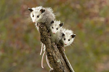 Siblings, Opossum HD wallpaper