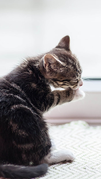 kitten, Animal, cat HD phone wallpaper