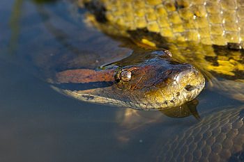 Anaconda, snake, reptile, water HD wallpaper