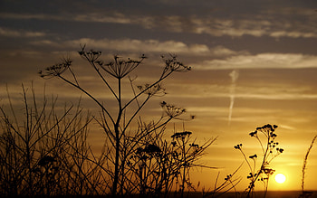 Nature, Sunset, Grass, Silhouettes, Field, Evening HD wallpaper