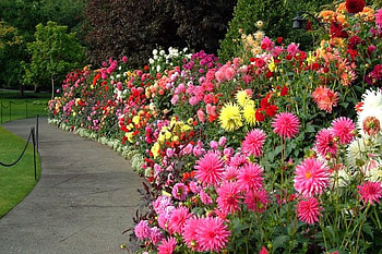 Beautiful Flowers, colors, beautiful, flowers HD wallpaper