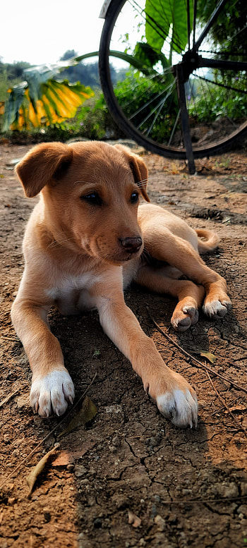 Tejal tadas, companion dog, street HD phone wallpaper