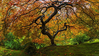 Japanese Maple Tree, , windows HD wallpaper