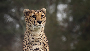 Cheetah Wild, cheetah, animals HD wallpaper