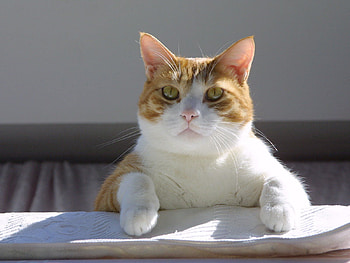 Animals, Cat, Muzzle, Thick, Fat, Redhead HD wallpaper