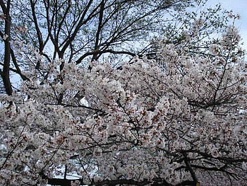 blossom, nature, fav, flower HD wallpaper