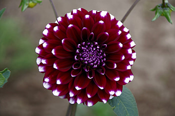 DAHLIA, PETALS, LEAVES, COLORS, STEM HD wallpaper