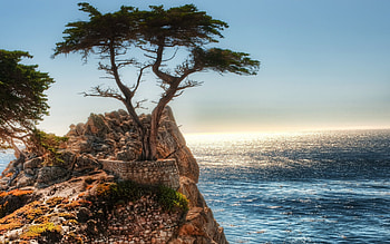 Cypress Tree, Ocean landscapes, Coast trees, Cliffs artwork HD wallpaper