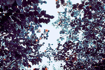 Nature, Flowers, Trees, Roses, Branches HD wallpaper