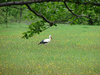 Storck, animal, bird, graphy, spring, tree, branch, leaves, one, field, green, bulgaria, nature HD wallpaper