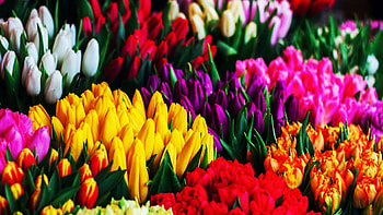 Skagit Valley Tulips, Washington, white, pink, blossoms, yellow, red, colors, spring, usa HD wallpaper