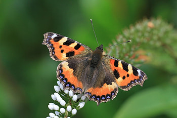 small tortoiseshell, butterfly, flower, beautiful, small, orange HD wallpaper