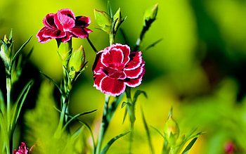 Pink carnation , Nature HD wallpaper