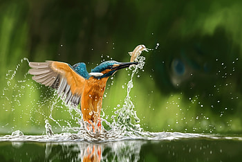 Kingfisher, animal, Bird, wings HD wallpaper