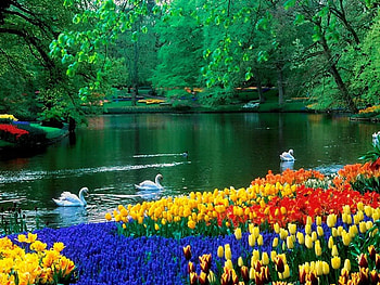 Swan lake in park, lakeshore, birds, floral, peaceful, tulips, serenity, shore, reflection, trees, greenery, calm, pond, swimming, garden, grass, lake, park, summer, swans, green, nature, flowers HD wallpaper