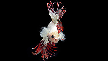 Betta Fish, Animals, Aquarium, Fish, Water, Betta HD wallpaper