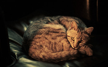 Animals, Cat, To Lie Down, Lie, Striped, Grey, Home, Domestic, Clew HD wallpaper