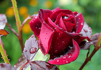 Drops, Macro, Rose Flower, Rose, Bud, Dew HD wallpaper