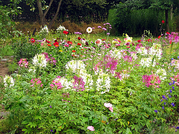 Flowers, graphy, flower, green, garden, nature HD wallpaper