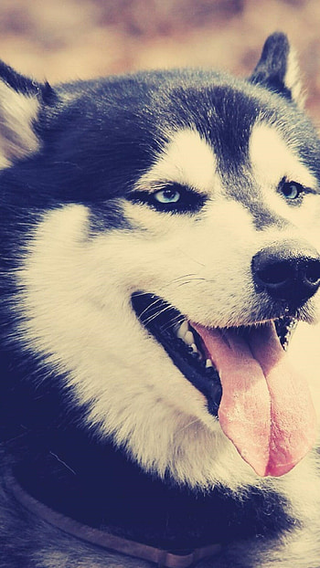 Siberian Husky, Samsung Galaxy , , LG G5 HD phone wallpaper