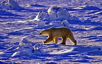 Animals, Snow, Bear, Shadow, Stroll, Polar Bear HD wallpaper