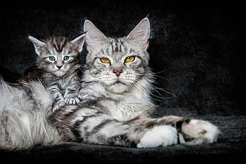 Mother and kitten, Maine Coon HD wallpaper