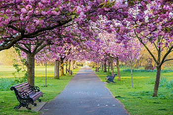 Park, bench, pink, grass, tree HD wallpaper