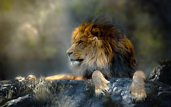 Lion, animal, leu, big cat, paw, thai phung HD wallpaper
