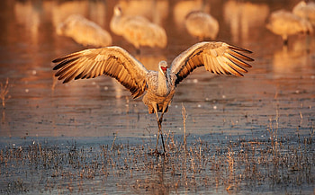 sandhill crane, wings, crane, sand, bird HD wallpaper