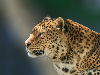 Leopard Wild Animal, leopard, animals HD wallpaper