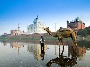 Animals, Rivers, Camels HD wallpaper