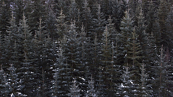 Nature, Trees, View From Above, Forest HD wallpaper