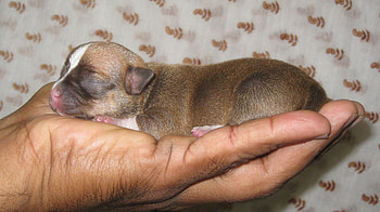 Chihuahua puppy, puppy, small puppy, dog puppy HD wallpaper