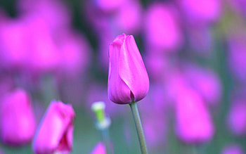 Lilac, Flower, Macro, Shine, Light, Tulip HD wallpaper