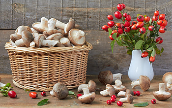 Objects, Mashrooms, Briar HD wallpaper