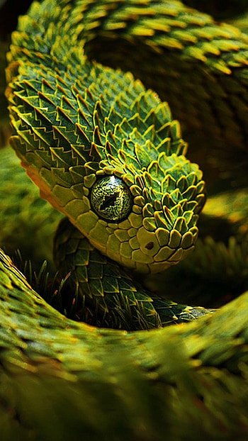 Snake, Atheris HD phone wallpaper
