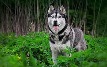 Animals, Grass, Dog, Hunt, Hunting, Husky, Haska HD wallpaper