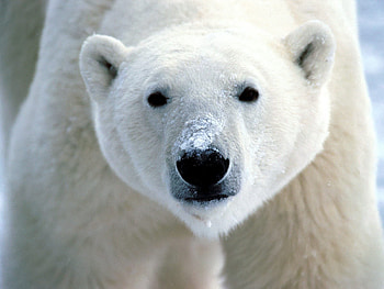 Animals, Sight, Opinion, Nose, Polar Bear HD wallpaper