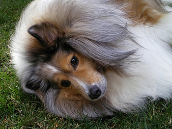 sheltie dog , dog, sheltie HD wallpaper