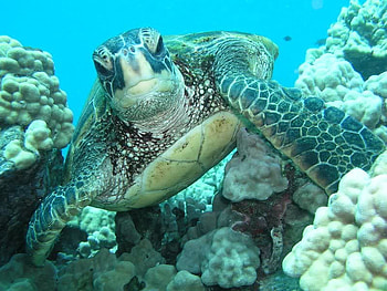 Sea Turtle, sea, shell, turtle, ocean HD wallpaper