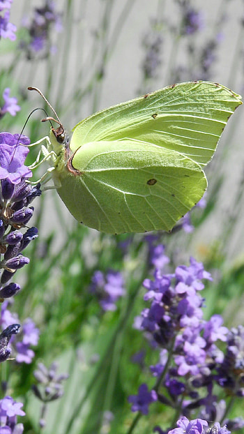 Green Butterfly, Beautiful Background HD phone wallpaper