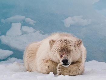 Animals, Bears HD wallpaper