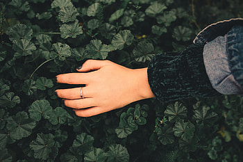 Leaves, Hand, Miscellanea, Miscellaneous, Ring HD wallpaper