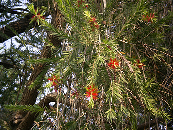Bottle brush flowers, nature, flowers, bottle brush HD wallpaper