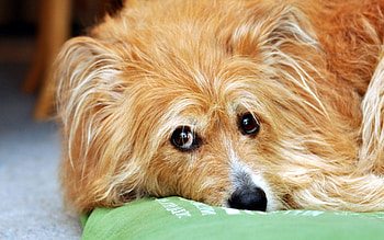 Animals, Fluffy, Sadness, Sight, Opinion, Puppy, Sorrow HD wallpaper